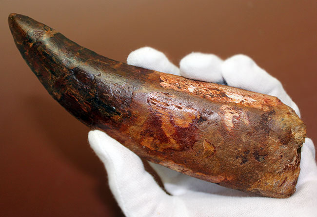 化石セブン史上最大の標本。驚愕、カーブ計測で176ミリに達するカルカロドントサウルスの歯化石。(その7)