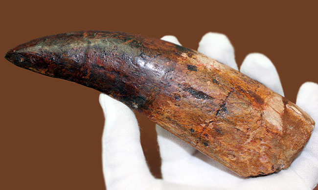 化石セブン史上最大の標本。驚愕、カーブ計測で176ミリに達するカルカロドントサウルスの歯化石。(その9)