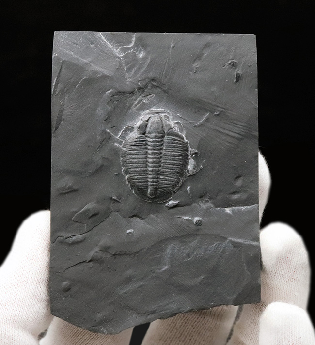 最古の三葉虫の一つ!マットな頁岩の中央に鎮座する、米国ユタ州の公式の化石、エルラシア・キンギ(Elrathia kingi)(その2)