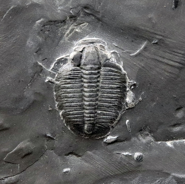 最古の三葉虫の一つ!マットな頁岩の中央に鎮座する、米国ユタ州の公式の化石、エルラシア・キンギ(Elrathia kingi)(その3)