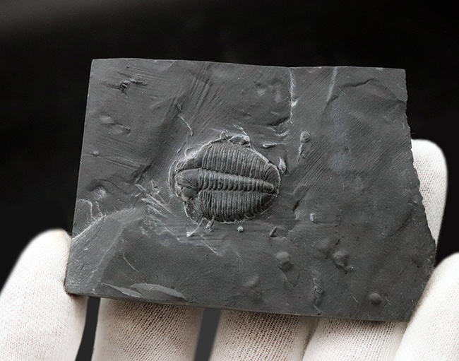 最古の三葉虫の一つ!マットな頁岩の中央に鎮座する、米国ユタ州の公式の化石、エルラシア・キンギ(Elrathia kingi)(その4)