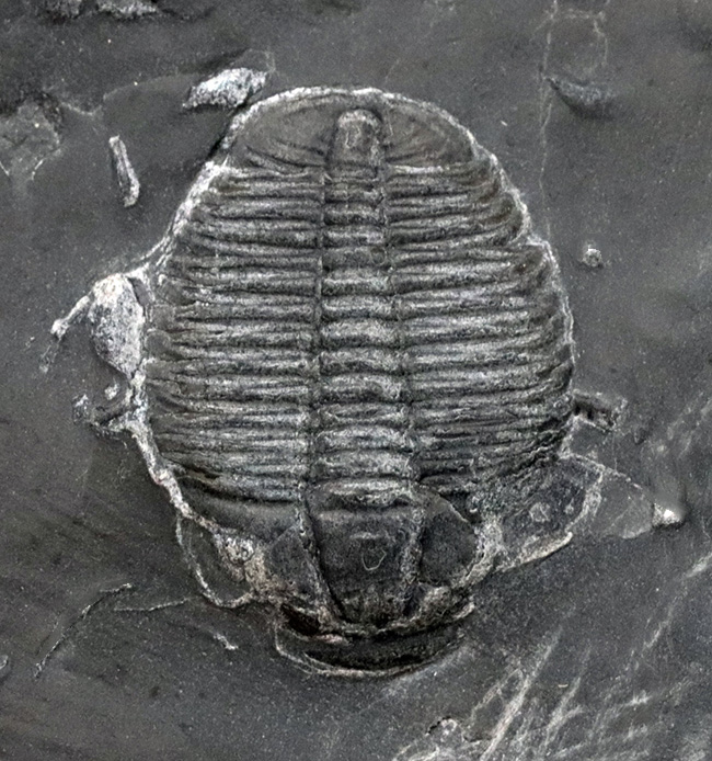 最古の三葉虫の一つ！マットな頁岩の中央に鎮座する、米国ユタ州の公式の化石、エルラシア・キンギ（Elrathia kingi）（その5）
