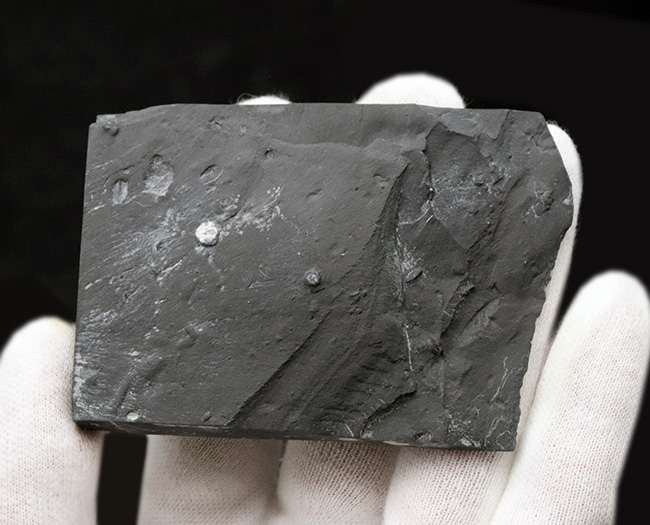 最古の三葉虫の一つ!マットな頁岩の中央に鎮座する、米国ユタ州の公式の化石、エルラシア・キンギ(Elrathia kingi)(その6)
