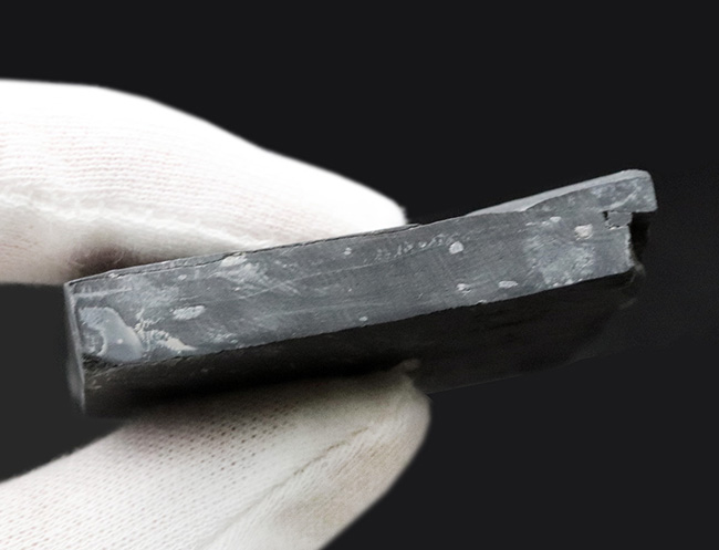 最古の三葉虫の一つ!マットな頁岩の中央に鎮座する、米国ユタ州の公式の化石、エルラシア・キンギ(Elrathia kingi)(その7)