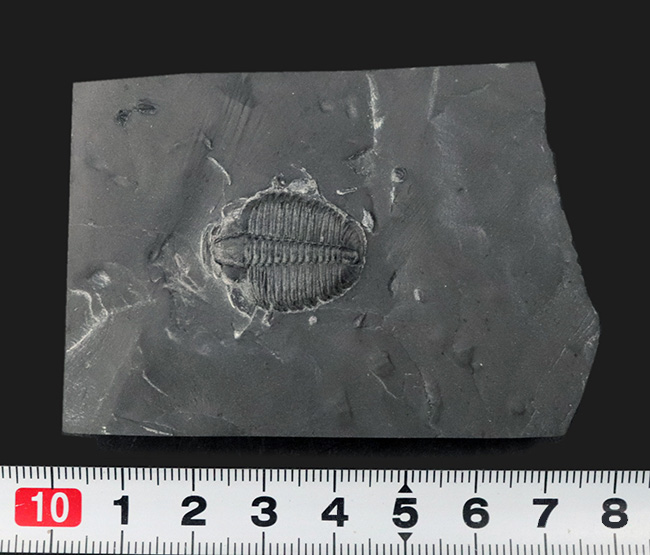 最古の三葉虫の一つ!マットな頁岩の中央に鎮座する、米国ユタ州の公式の化石、エルラシア・キンギ(Elrathia kingi)(その8)