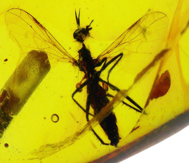 世界最古の宝石、厚みがあるのに透明感抜群。虫を内包したバルト海産琥珀(Amber)ペンダントトップ(シルバーチェーン、高級ジュエリーケース付き)(その1)
