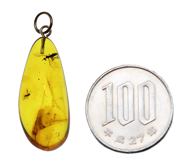 世界最古の宝石、厚みがあるのに透明感抜群。虫を内包したバルト海産琥珀（Amber）ペンダントトップ（シルバーチェーン、高級ジュエリーケース付き）（その11）