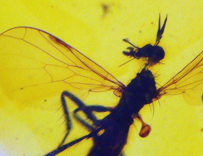 世界最古の宝石、厚みがあるのに透明感抜群。虫を内包したバルト海産琥珀(Amber)ペンダントトップ(シルバーチェーン、高級ジュエリーケース付き)(その7)