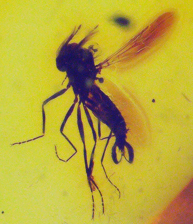 世界最古の宝石、厚みがあるのに透明感抜群。虫を内包したバルト海産琥珀(Amber)ペンダントトップ(シルバーチェーン、高級ジュエリーケース付き)(その8)