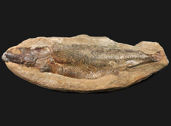 鱗・頭部の保存状態、極めて良好！およそ１億年前の古代魚、ラコレピス（Rhacolepis）の上質化石（その1）