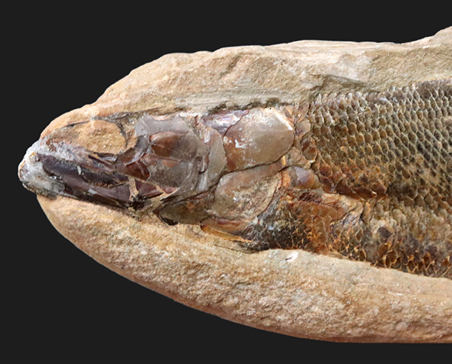 鱗・頭部の保存状態、極めて良好！およそ１億年前の古代魚、ラコレピス（Rhacolepis）の上質化石（その2）