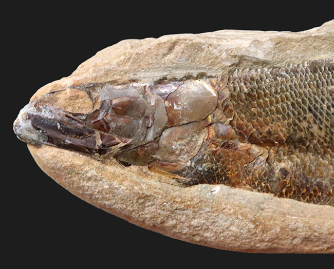 鱗・頭部の保存状態、極めて良好!およそ1億年前の古代魚、ラコレピス(Rhacolepis)の上質化石(その2)