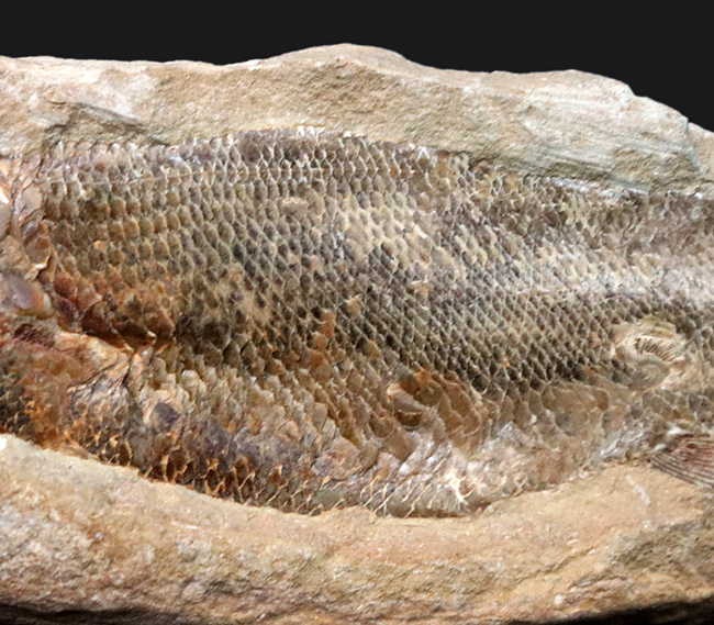 鱗・頭部の保存状態、極めて良好!およそ1億年前の古代魚、ラコレピス(Rhacolepis)の上質化石(その3)