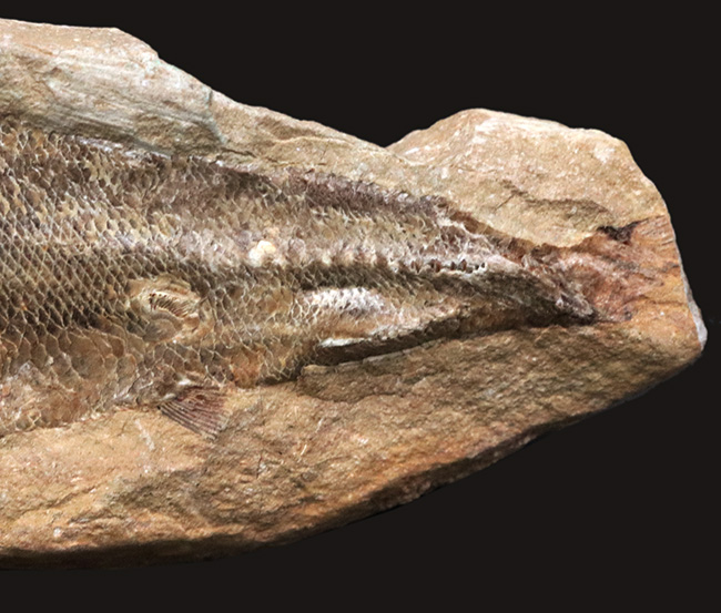 鱗・頭部の保存状態、極めて良好!およそ1億年前の古代魚、ラコレピス(Rhacolepis)の上質化石(その4)