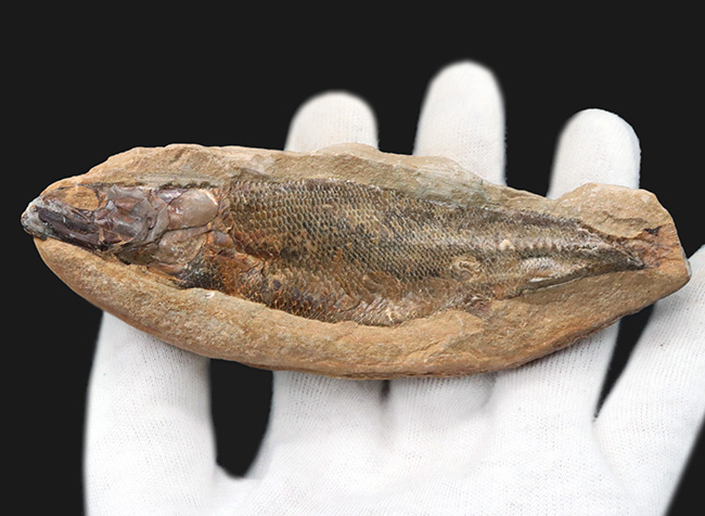 鱗・頭部の保存状態、極めて良好!およそ1億年前の古代魚、ラコレピス(Rhacolepis)の上質化石(その5)