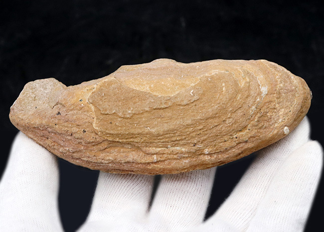 鱗・頭部の保存状態、極めて良好!およそ1億年前の古代魚、ラコレピス(Rhacolepis)の上質化石(その6)