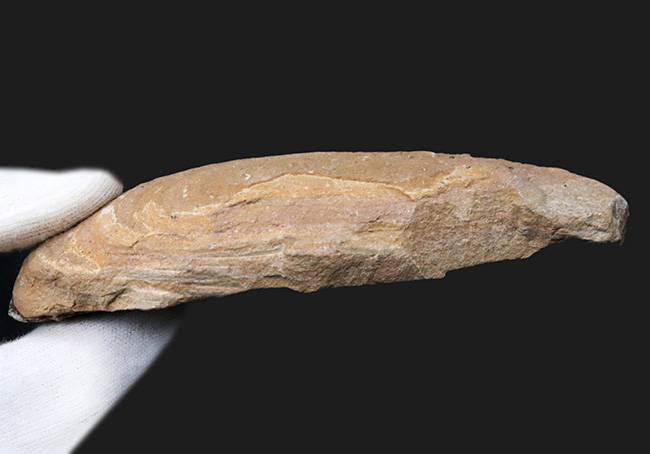 鱗・頭部の保存状態、極めて良好!およそ1億年前の古代魚、ラコレピス(Rhacolepis)の上質化石(その7)
