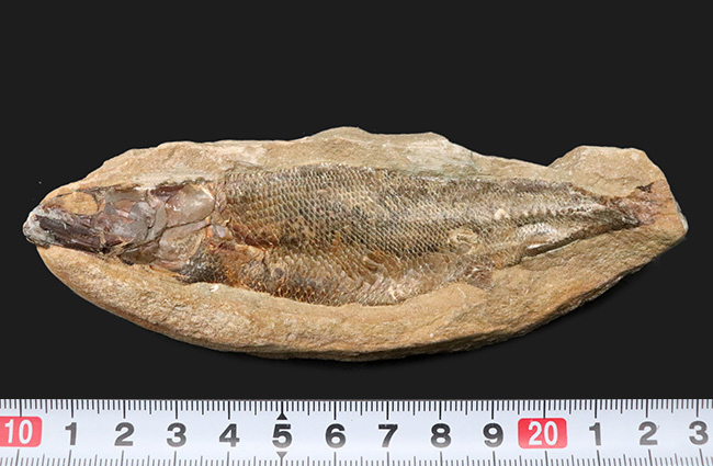 鱗・頭部の保存状態、極めて良好!およそ1億年前の古代魚、ラコレピス(Rhacolepis)の上質化石(その8)
