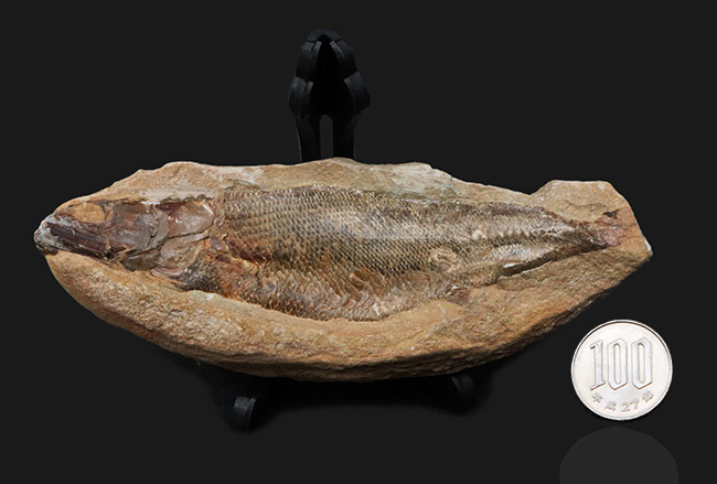 鱗・頭部の保存状態、極めて良好!およそ1億年前の古代魚、ラコレピス(Rhacolepis)の上質化石(その9)