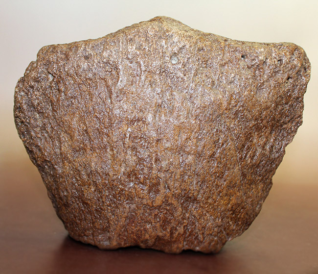 メアリーアニングが最初に発見した骨格と同じ岩相から採集された、「純然たる」プレシオサウルスの上腕骨の化石（Plesiosaurus sp.）（その1）
