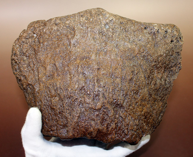 メアリーアニングが最初に発見した骨格と同じ岩相から採集された、「純然たる」プレシオサウルスの上腕骨の化石（Plesiosaurus sp.）（その10）