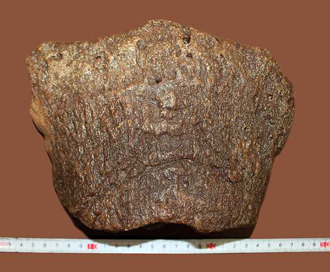 メアリーアニングが最初に発見した骨格と同じ岩相から採集された、「純然たる」プレシオサウルスの上腕骨の化石（Plesiosaurus sp.）（その13）