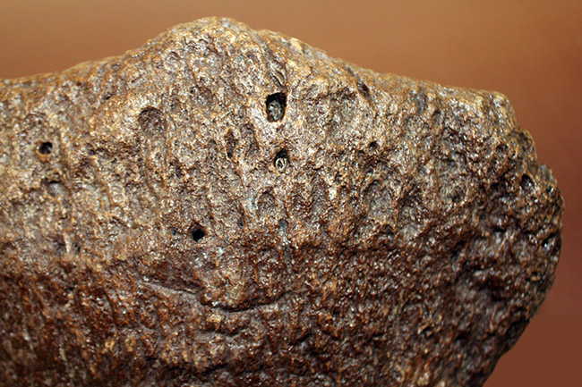 メアリーアニングが最初に発見した骨格と同じ岩相から採集された、「純然たる」プレシオサウルスの上腕骨の化石（Plesiosaurus sp.）（その14）