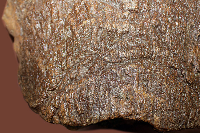 メアリーアニングが最初に発見した骨格と同じ岩相から採集された、「純然たる」プレシオサウルスの上腕骨の化石（Plesiosaurus sp.）（その16）