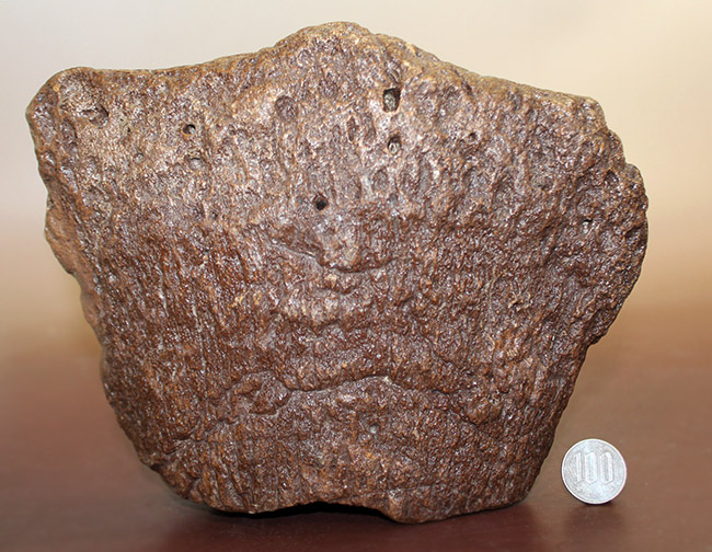メアリーアニングが最初に発見した骨格と同じ岩相から採集された、「純然たる」プレシオサウルスの上腕骨の化石（Plesiosaurus sp.）（その17）