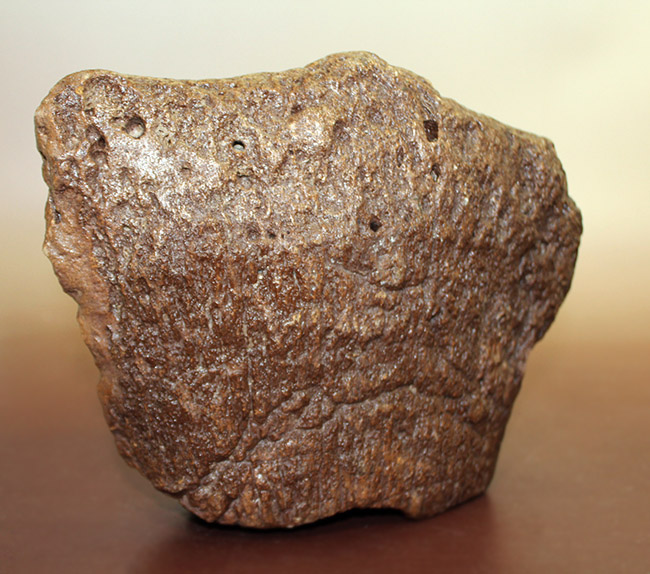 メアリーアニングが最初に発見した骨格と同じ岩相から採集された、「純然たる」プレシオサウルスの上腕骨の化石（Plesiosaurus sp.）（その2）