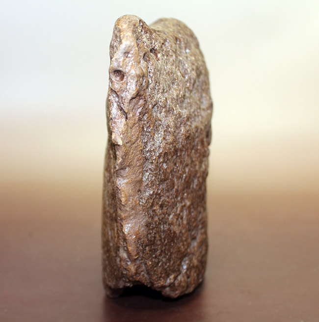 メアリーアニングが最初に発見した骨格と同じ岩相から採集された、「純然たる」プレシオサウルスの上腕骨の化石（Plesiosaurus sp.）（その3）