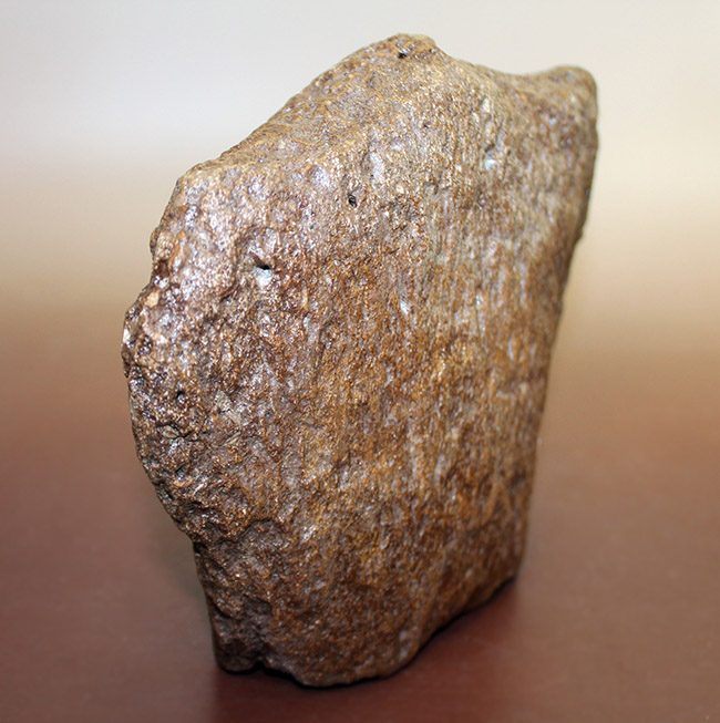 メアリーアニングが最初に発見した骨格と同じ岩相から採集された、「純然たる」プレシオサウルスの上腕骨の化石（Plesiosaurus sp.）（その4）
