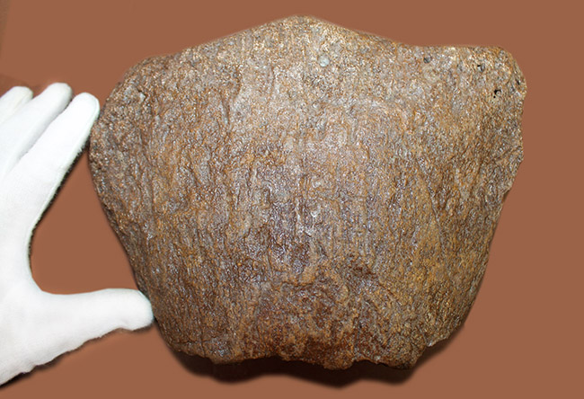 メアリーアニングが最初に発見した骨格と同じ岩相から採集された、「純然たる」プレシオサウルスの上腕骨の化石（Plesiosaurus sp.）（その5）