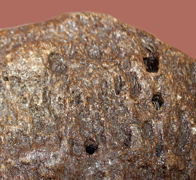 メアリーアニングが最初に発見した骨格と同じ岩相から採集された、「純然たる」プレシオサウルスの上腕骨の化石（Plesiosaurus sp.）（その6）