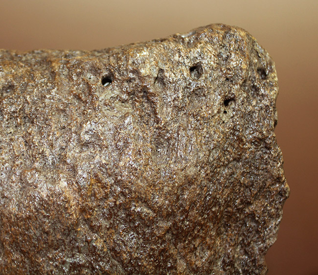 メアリーアニングが最初に発見した骨格と同じ岩相から採集された、「純然たる」プレシオサウルスの上腕骨の化石（Plesiosaurus sp.）（その7）