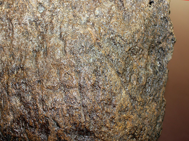 メアリーアニングが最初に発見した骨格と同じ岩相から採集された、「純然たる」プレシオサウルスの上腕骨の化石（Plesiosaurus sp.）（その8）