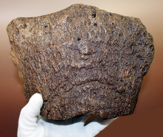 メアリーアニングが最初に発見した骨格と同じ岩相から採集された、「純然たる」プレシオサウルスの上腕骨の化石（Plesiosaurus sp.）（その9）