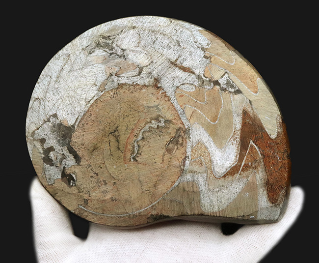 カラフル！直径最大部１５センチの”超”特大のゴニアタイト（Goniatite）の化石（その5）