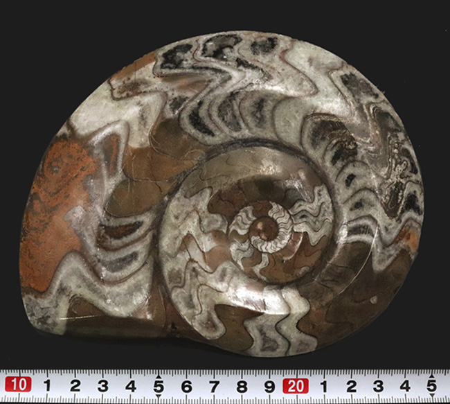 カラフル！直径最大部15センチの”超”特大のゴニアタイト