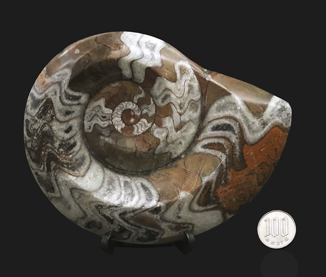 カラフル！直径最大部15センチの”超”特大のゴニアタイト（Goniatite