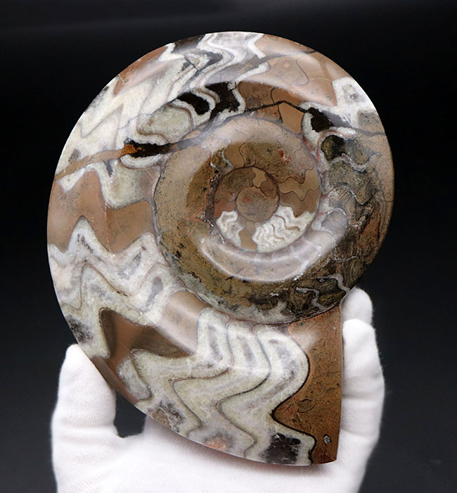 直径最大部１６センチ、ビッグサイズ！茶と白のツートン、幾何学的模様が人気の古代の頭足類、ゴニアタイト（Goniatite）の化石（その1）