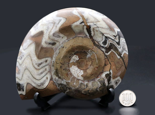 直径最大部１６センチ、ビッグサイズ！茶と白のツートン、幾何学的模様が人気の古代の頭足類、ゴニアタイト（Goniatite）の化石（その10）