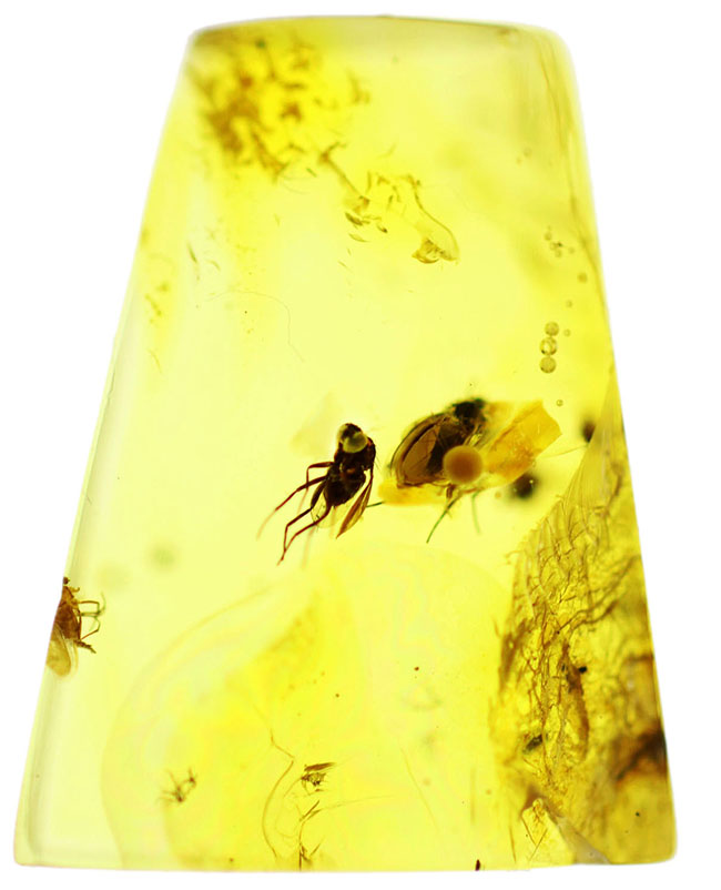 リトアニアの金と称される、アシナガバエ科の虫とアリが内包された、煌々とレモンイエローに輝くバルティックアンバー（Amber）（その2）