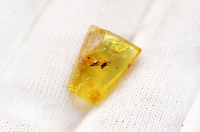 リトアニアの金と称される、アシナガバエ科の虫とアリが内包された、煌々とレモンイエローに輝くバルティックアンバー（Amber）（その3）