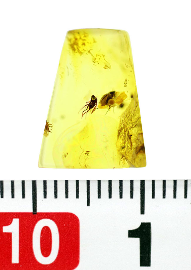 リトアニアの金と称される、アシナガバエ科の虫とアリが内包された、煌々とレモンイエローに輝くバルティックアンバー（Amber）（その7）