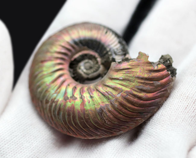 ピンク系の個性的な遊色を楽しめる、ジュラ紀カロビアン期ロシア産