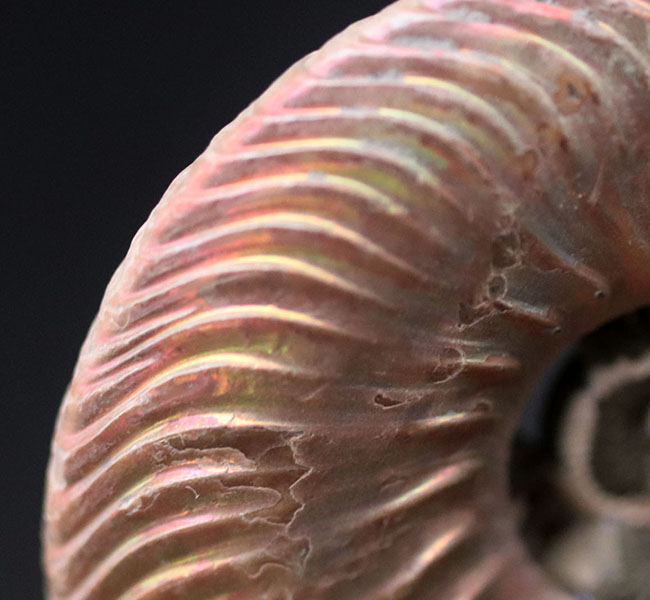 ピンク系の個性的な遊色を楽しめる、ジュラ紀カロビアン期ロシア産