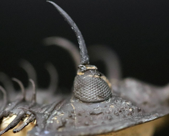 最も人気のある三葉虫の一つ！スーパー３Ｄクリーニングが施された貴重な三葉虫、ワリセロプス・トライフルカタス（Wallicerops trifurcatus）。通称、ロングフォーク（その8）