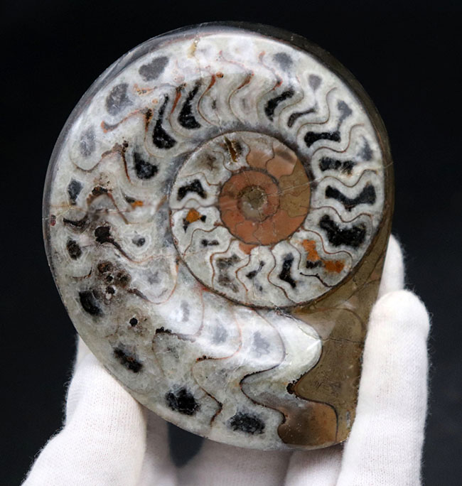 アンモナイト　化石　インテリア　家具　置物　/恐竜　夏休み　自由研究　クリスマス アンモナイト 化石 インテリア 家具 置物 /恐竜 夏休み 自由研究