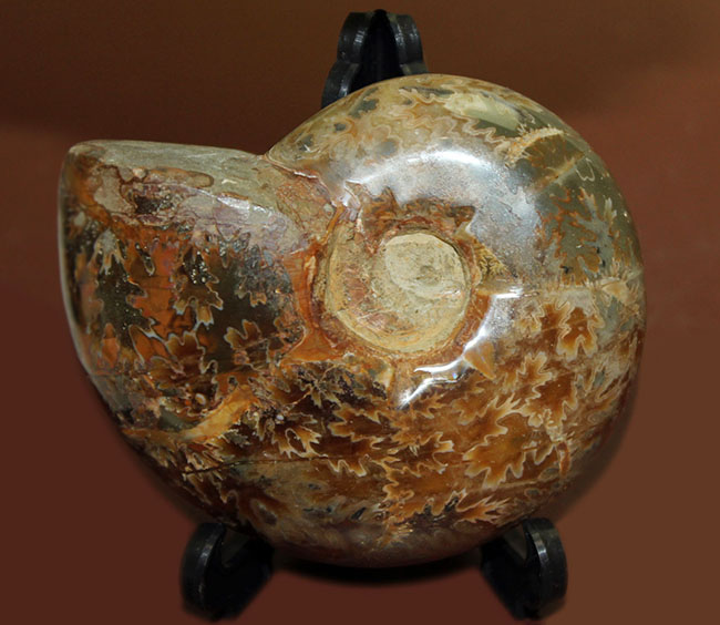ズッシリ２３０グラムオーバー！全面が縫合線で覆われた、白亜紀のマダガスカル産アンモナイト（Ammonite）（その1）